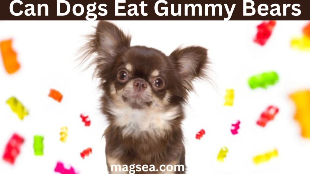 How to Keep Your Dog Safe from Gummy Bears