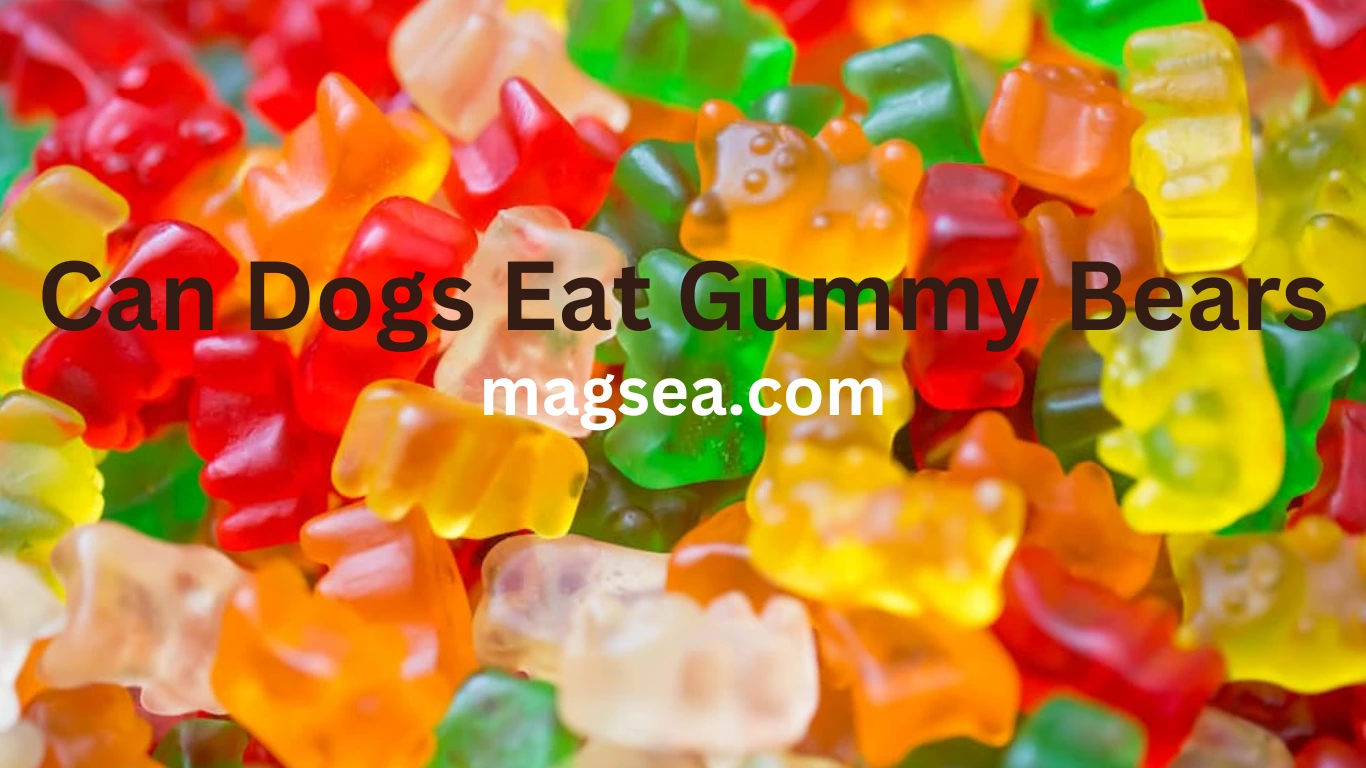 can dogs eat gummy bears